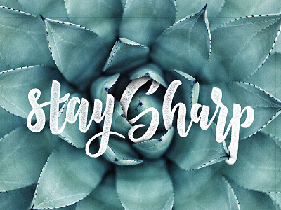 Stay Sharp branding hand lettering lettering succulent