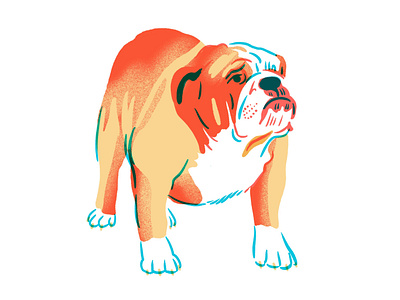 Bulldoggie animal art bulldog dog dog drawing drawing editorial illustration limited color limited color palette pet pet drawing texture