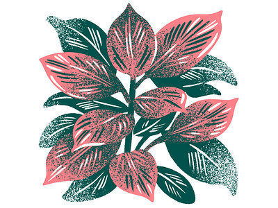 Calathea Plant calathea houseplant illustration limited color limited palette plant screenprint silkscreen