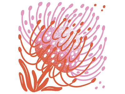 Pincushion Protea floral flower flower illustration illustration jordan kay orange pincushion pincushion protea pink plant protea
