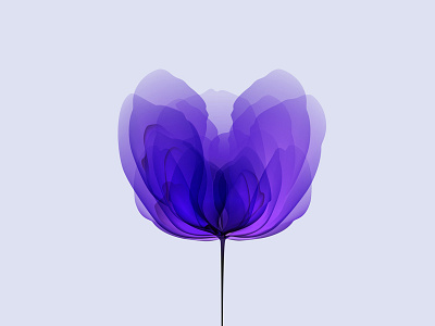 Tulip flower gradient tulip violet