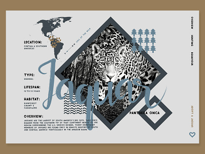 Animal Stat Card dashboard info infographic jaguar photoshop stats typography ui website wildlife