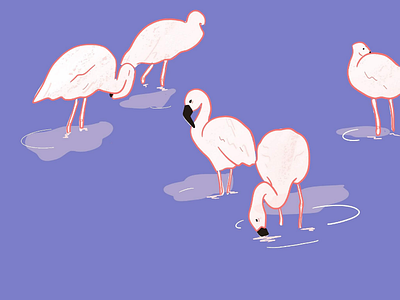 Birds of a Feather birds digital sketch flamingo ipad nature purple wildlife