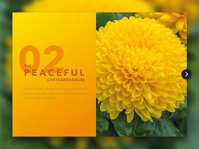 02 Chrysanthemum - Palatable Colors Floral Inspiration chrysanthemum color theory design flora flowers inspiration nature palatable colors