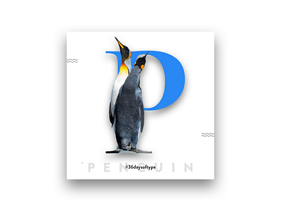 P for Penguin 36daysoftype birds typography