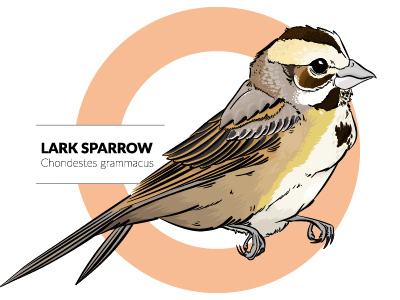 Lark Sparrow birds illustrator