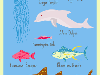 The Life Aquatic fish chart by Jennifer Hammervald on Dribbble