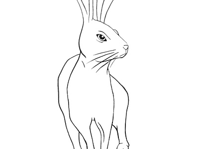 Hare animals hare rabbit wild winterwildlife