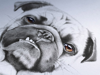 Pug's life black and white dog faber castell graphite illustration life pug