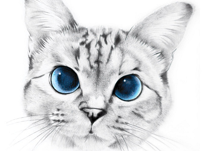 Cute kitten animal black and white blue blue eyes cat cute faber castel graphite illustration
