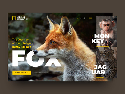 National Geographic clean concept design drawingart header minimal nationalgeographic photoshop responsive ui ux web webdesign website