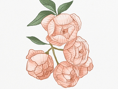 Peonies flowers