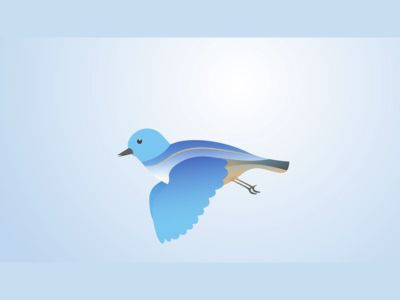 Tompipii 2d animation adobe after effects animation bird animation bird illustration flat design folk art illustration minimal morphing motion graphics vector