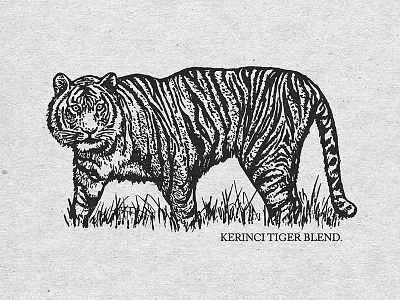 Kerinci Tiger Blend blend coffee drawing illustration ink tiger