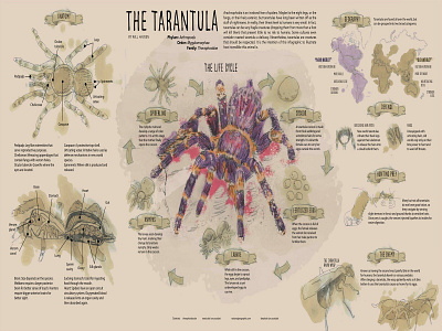 The Tarantula art drawing graphic graphic design illustration infographic layout scientific illustration traditional zoology