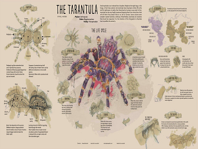 The Tarantula