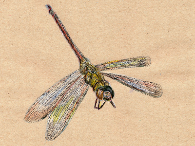 Dragondribbble dragonfly illustration insect nature watercolour