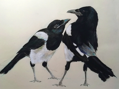 Couple de pie bavarde [Pica pica] oiseau pie noir blanc couple