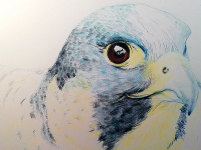 Faucon Pèlerin [Falco peregrinus]