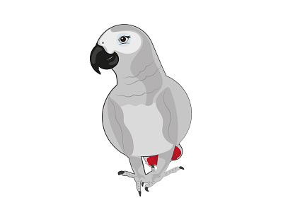 Grey Parrot bird cute illustration parrot vektor