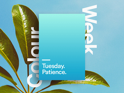 Tuesday - patience art branding concept design illustration illustrator lettering photoshop type typographyn vector visual