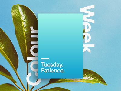 Tuesday - patience