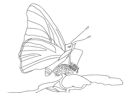 Butterfly line art