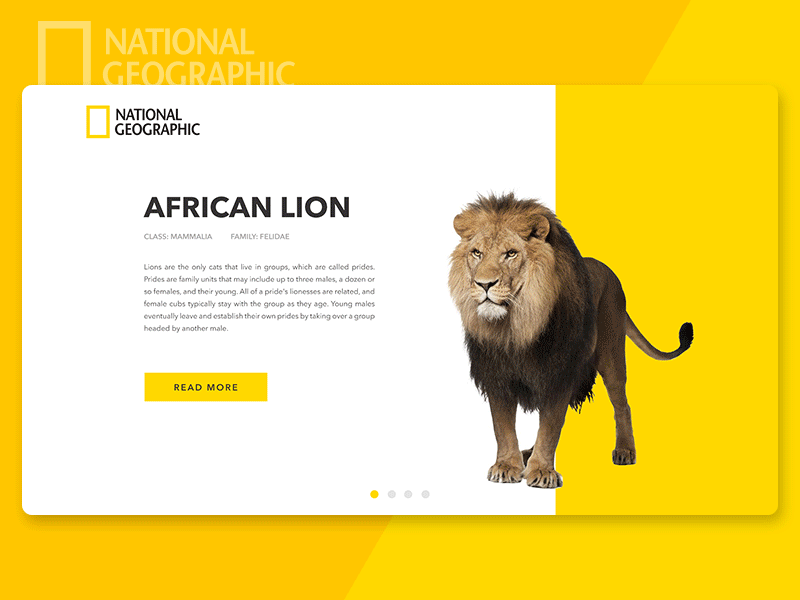 National Geographic clean design geographic interface minimal national redesign responsive ui ux webdesign wip