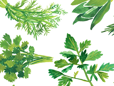 Herbs Painting green herb ijiaart illustration organic painting pattern spring vege