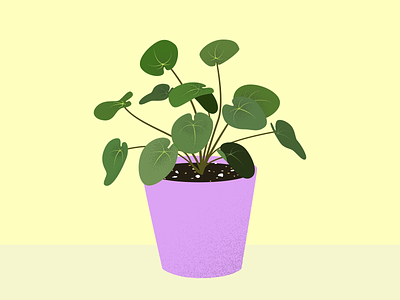 Peperomia flora illustration illustrator peperomia plant plants