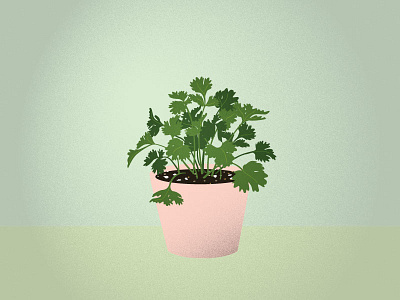 Cilantro cilantro plants
