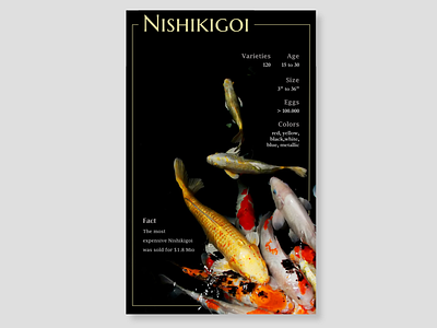 #045_InfoCard_DailyUI 045 100daychallenge dailyui dailyuichallenge info card infocard information design japan koi koi fish nishikigoi ui uichallenge ux