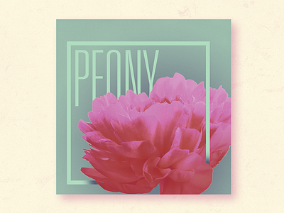 Peony Print botanical flower peony photography photoshop pink