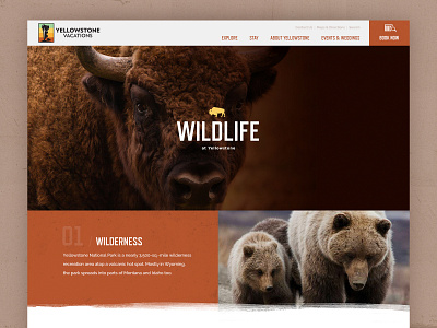 Yellowstone bear brown buffalo lodging national park nature website website design wildlife yellowstone