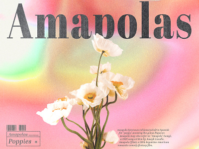 Amapolas artwork colorful coverart design digital art editorial editorial design flower gradient graphic design magazine minimal modern photoshop pink poster poster design print typography vector