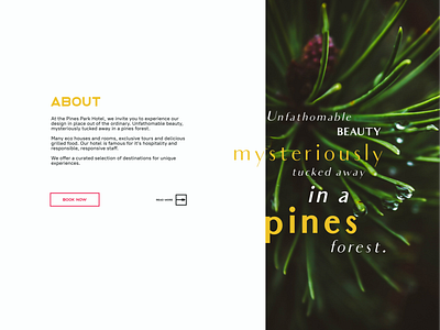 Pines Park Hotel 1/2 branding design site ui ux web website