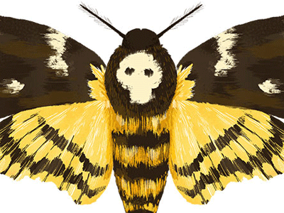Deathshead Moth illustration insect moth nature skull