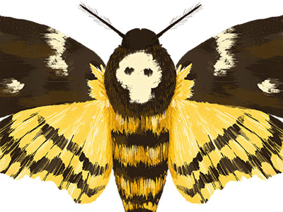 Deathshead Moth