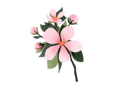Flower of spring artwork botanical design digital illustration editorial editorial illustration flower flower illustration illustration