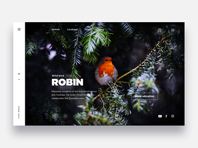 Discovery beautiful animals - Daily UI Challenge 33/365 animals app discovery animals interaction design photo ui ui design user experience user interface ux ux design