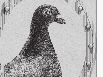 Honored Pigeon 19th illustration illustrator ink pigeon portrait