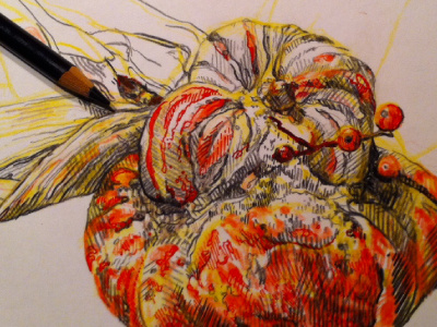Warts and all /wip colored pencil illustration illustrator pencil pumpkin still life