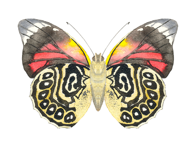 Brown Butterfly in Watercolor - Original Painting illustration painting watercolor watercolor painting