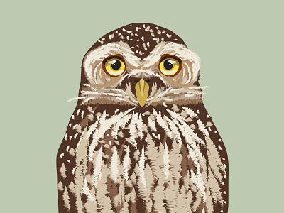 Charismatic Owl design drawing illustration painting vector