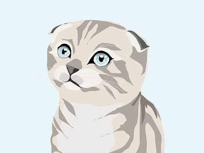 Scottish Fold Kitten branding design illustration painting vector