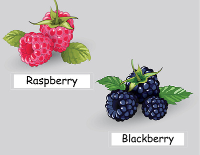 Raspberry blackberry blackberry card cartoon design fruit healthy food illustration art raspberry summer