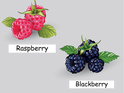 Raspberry blackberry blackberry card cartoon design fruit healthy food illustration art raspberry summer