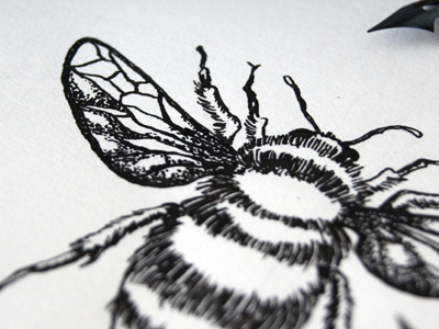 Bumblebee bumblebee engraving illustration ink logo logotype