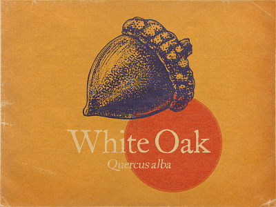 White Oak acorn botanical digital painting engraving etching illustration ipad pro oak procreate retro stippling vintage
