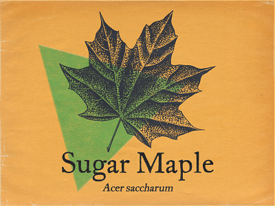 Sugar Maple botanical digital painting engraving etching illustration ipad pro leaf maple procreate retro stippling vintage